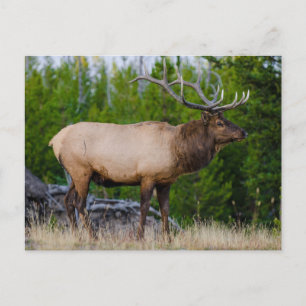 Eland Yellowstone National Park, Wyoming Briefkaart