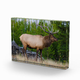 Eland Yellowstone National Park, Wyoming Fotoblokken