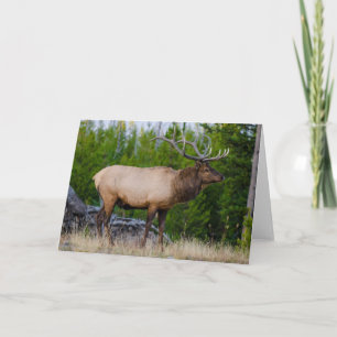 Eland Yellowstone National Park, Wyoming Kaart