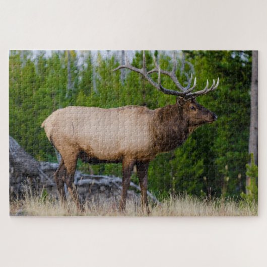Eland | Yellowstone National Park, Wyoming Legpuzzel (Horizontaal)