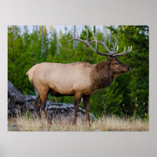 Eland   Yellowstone National Park, Wyoming Poster