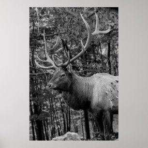 Eland Zwart Wit Foto Moderne Rustieke Blokhut Poster