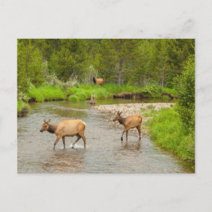 Elanden die de Colorado rivier oversteken Briefkaart