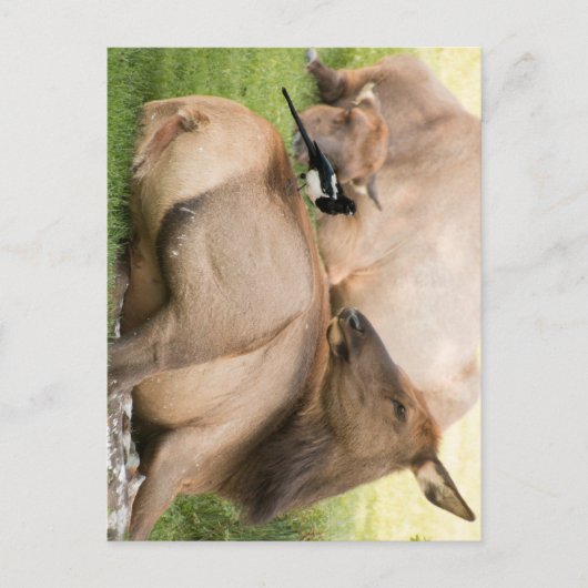 Elanden en Vogel Briefkaart (Voorkant)