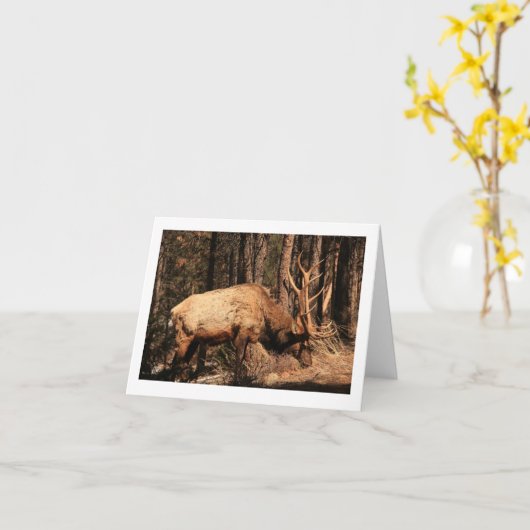 Elanden notecard kaart (Gele Bloem)