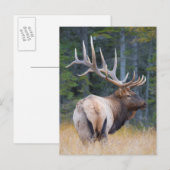 Elanden van de Berg van de stier de Rotsachtige Briefkaart (Voorkant / Achterkant)