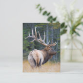 Elanden van de Berg van de stier de Rotsachtige Briefkaart (Staand voorkant)