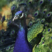 "ELANDEN VERFRISSEND AAN RIVIEREN RAND" CANVAS AFDRUK