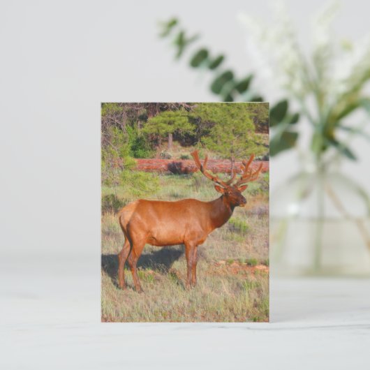 elandenstandaard briefkaart (Staand voorkant)