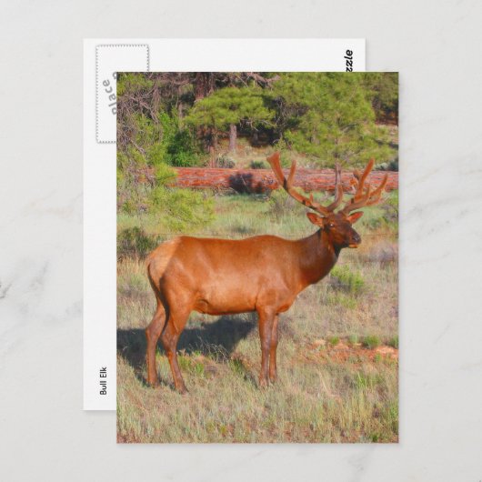 elandenstandaard briefkaart (Voorkant / Achterkant)