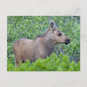 Elandkalf in de Many Glacier-vallei Briefkaart