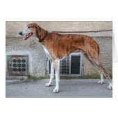 Elder Brindle Greyhound (Voorkant Horizontaal)