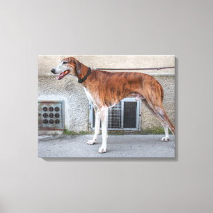 Elder Brindle Greyhound Canvas Afdruk