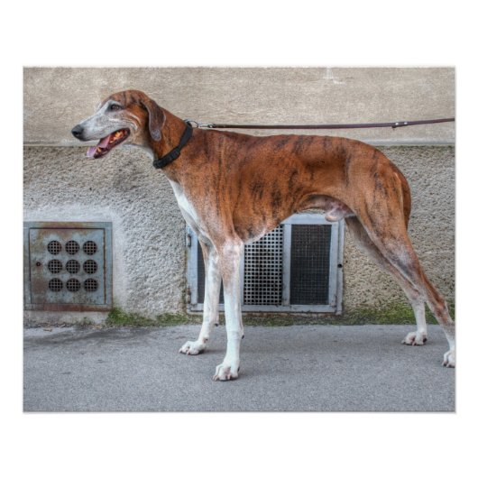 Elder Brindle Greyhound Poster (Voorkant)