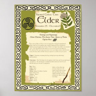 ELDER CELTIC SACRED TREE POSTER