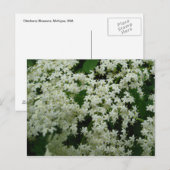 Elderberry Blossom Briefkaart (Voorkant / Achterkant)