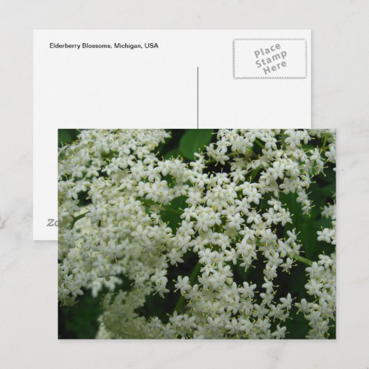 Elderberry Blossom Briefkaart (Voorkant / Achterkant)