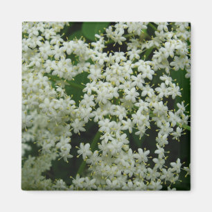Elderberry Blossom Magnet