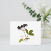 Elderberry Briefkaart (Staand voorkant)