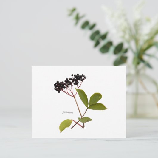 Elderberry Briefkaart (Staand voorkant)