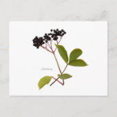 Elderberry Briefkaart (Voorkant)