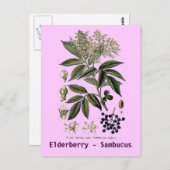 Elderberry Sambucus briefkaart (Voorkant / Achterkant)