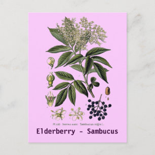 Elderberry Sambucus briefkaart