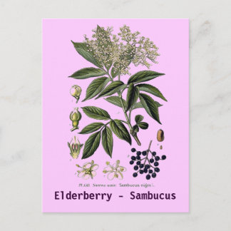 Elderberry Sambucus briefkaart