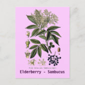 Elderberry Sambucus briefkaart (Voorkant)