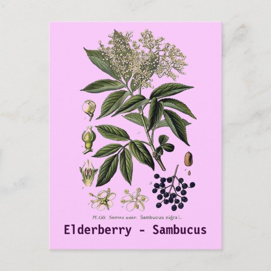 Elderberry Sambucus briefkaart (Voorkant)