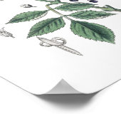 Elderberry Struik Flower White & Green Botany Poster (Hoek)