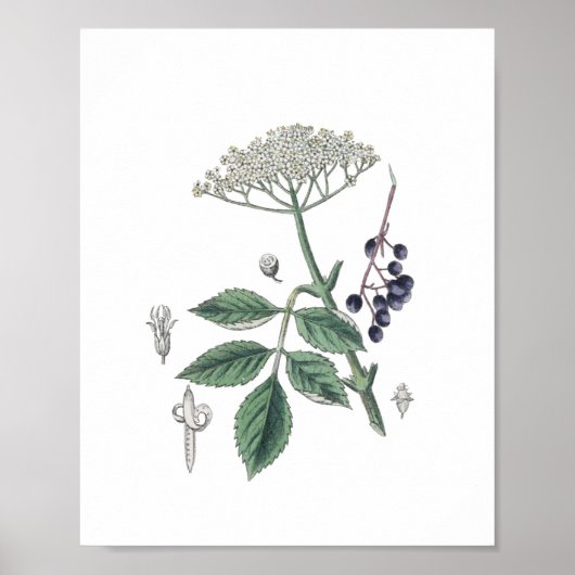Elderberry Struik Flower White & Green Botany Poster (Voorkant)