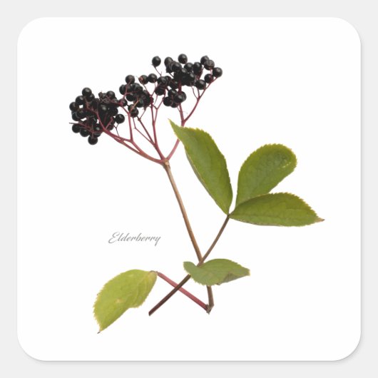 Elderberry Vierkante Sticker (Voorkant)