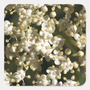 Elderbessen (Sambucus nigra) Vierkante Sticker