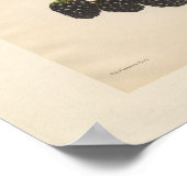 Eldorado Blackberry Print (Hoek)