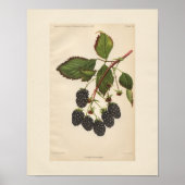  Eldorado Blackberry Print (Voorkant)