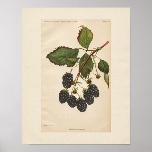 Eldorado Blackberry Print (Voorkant)