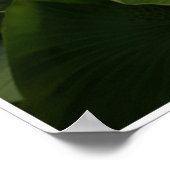 Electric Blue Acara Cichlids Zebra Pleco Fish Art Poster (Hoek)