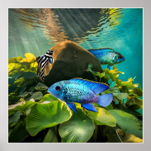 Electric Blue Acara Cichlids Zebra Pleco Fish Art Poster (Voorkant)