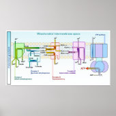 Electron Chain Mitonchondrial Intermembrane Space Poster (Voorkant)