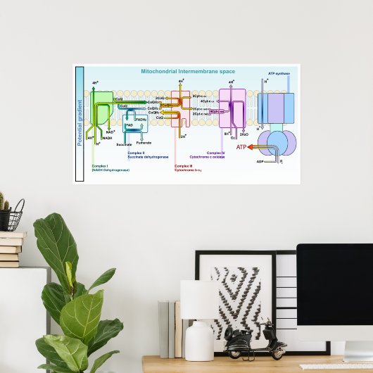 Electron Chain Mitonchondrial Intermembrane Space Poster (Thuiskantoor)