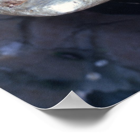 Electrum stater, c.600 BC Poster (Hoek)