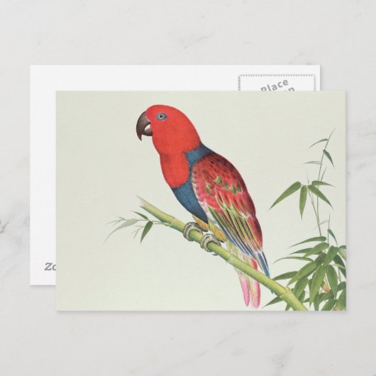 Electus Parrot op een bamboevloed Briefkaart (Voorkant / Achterkant)