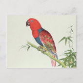 Electus Parrot op een bamboevloed Briefkaart (Voorkant)