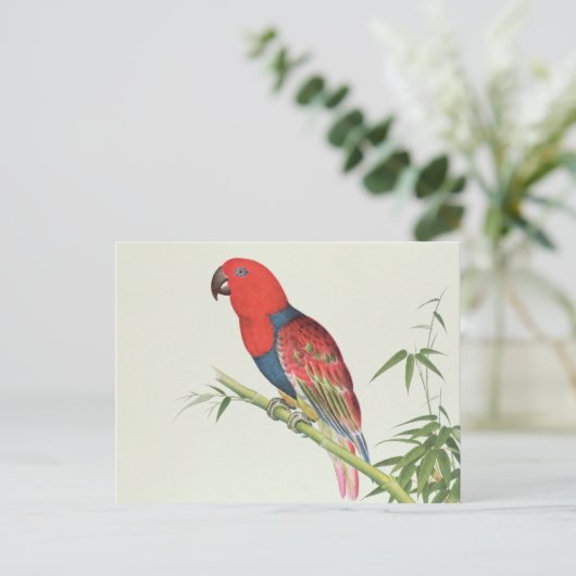 Electus Parrot op een bamboevloed Briefkaart (Staand voorkant)