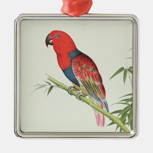 Electus Parrot op een bamboevloed Metalen Ornament (Voorkant)