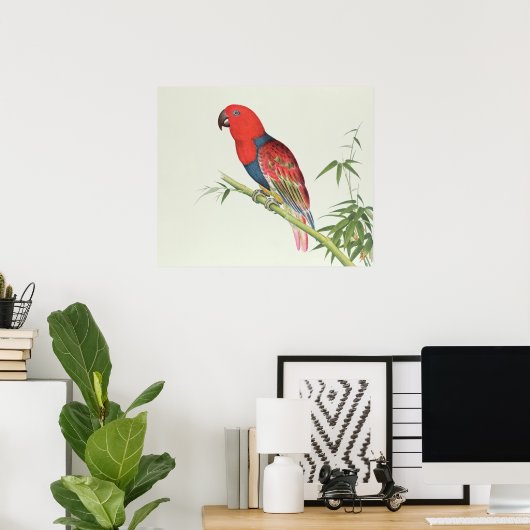 Electus Parrot op een bamboevloed Poster (Thuiskantoor)