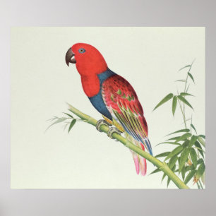 Electus Parrot op een bamboevloed Poster