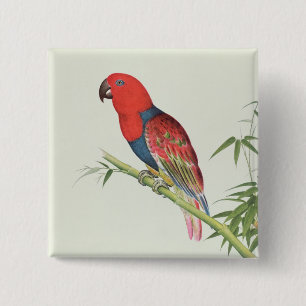 Electus Parrot op een bamboevloed Vierkante Button 5,1 Cm