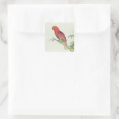 Electus Parrot op een bamboevloed Vierkante Sticker (Tas)